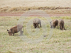 Warthog in Africa safari Tarangiri-Ngorongoro