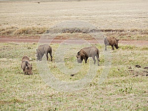 Warthog in Africa safari Tarangiri-Ngorongoro