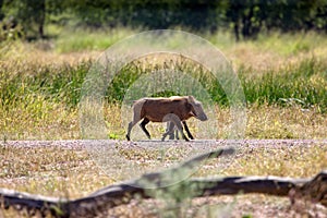 warthog in the african bush