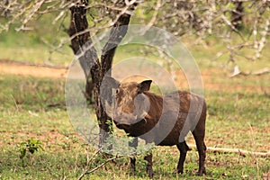 Wild male warthog in african wilderness bush safari