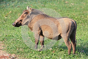 Warthog African mammal