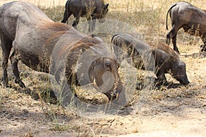 Warthog African mammal