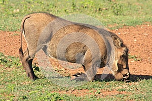 Warthog African mammal