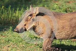 Warthog African mammal