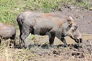 Warthog African mammal