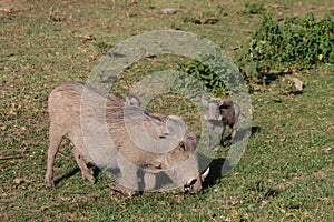 Warthogs in African bush