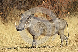 Warthog - African Wildlife Background - Posing Pride and Power