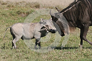 Warthog against Wildebeest