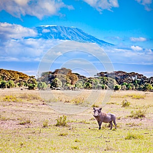 Warthog animal over Kilimanjaro mountain, Kenya photo