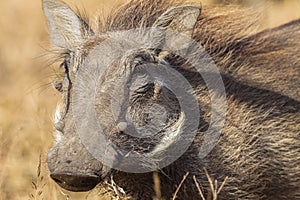 Warthog Animal Portrait Wildlife