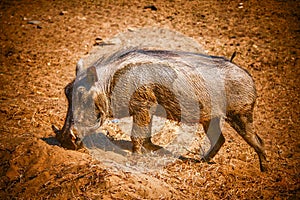 Warthog in an arid landscape