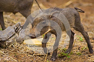 Warthog babies walking around