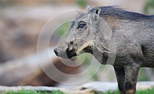 Warthog baby