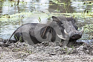 Warthog bathing in mud, Okavango Delta, Botswana, Africa