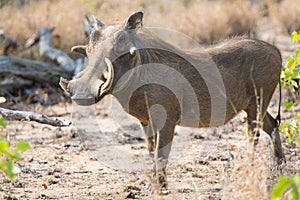Warthog with big teeth walking among short grass