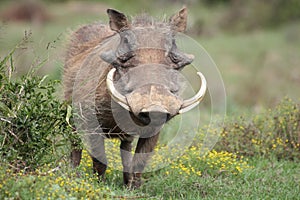 A warthog with big tusks. photo