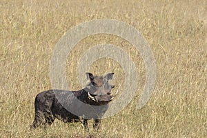 Warthog with big tusks in the high grass at the savanna