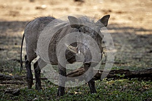 Warthog in Botswana, Africa