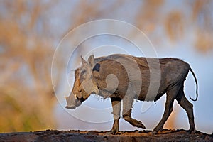 Warthog, brown wild pig with tusk. Close-up detail of animal in nature habitat. Wildlife nature on African Safari,  Mana Pools NP