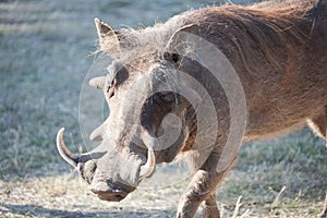 Warthog in the bush