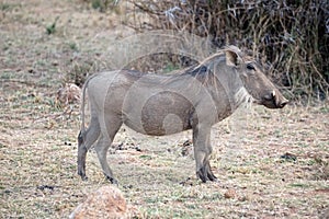 Warthog in the bushveld