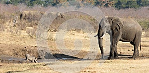 Warthog chased away by an african elephant, waterhole