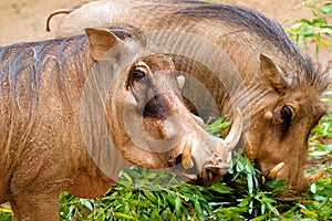 Warthog photo