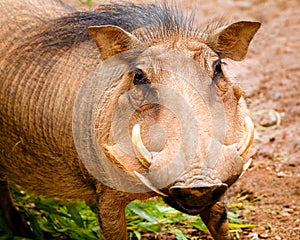 Warthog photo