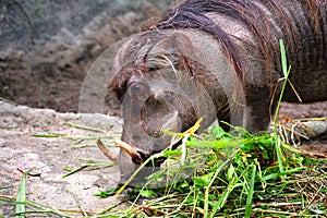 Warthog or common warthog