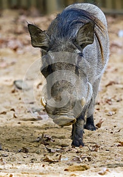 Warthog or Common Warthog, Phacochoerus africanus photo