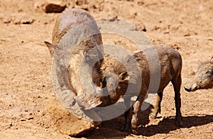 Warthog or Common Warthog, Phacochoerus africanus