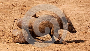 Warthog or Common Warthog, Phacochoerus africanus