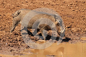 Warthog or Common Warthog, Phacochoerus africanus