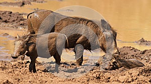 Warthog or Common Warthog, Phacochoerus africanus