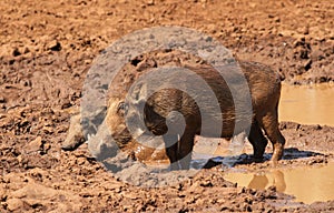 Warthog or Common Warthog, Phacochoerus africanus