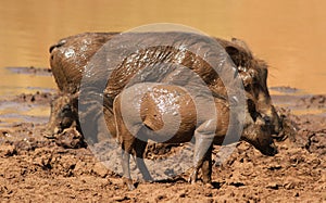 Warthog or Common Warthog, Phacochoerus africanus