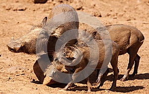 Warthog or Common Warthog, Phacochoerus africanus, all muddy