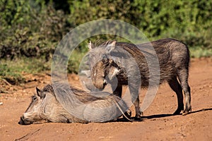 Warthog couple