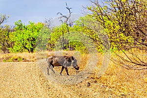 Warthog crossing a dirt road in Kruger National Park