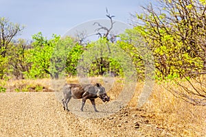 Warthog crossing a dirt road in Kruger National Park