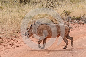 Warthog crossing road