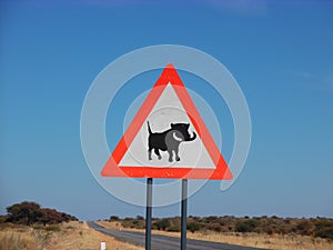 Warthog crossing