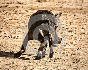 Warthog at Djoudj Park, Senegal