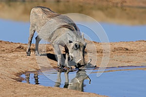 Warthog drinking photo