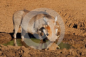 A warthog drinking at a muddy waterhole, Mokala National Park, South Africa