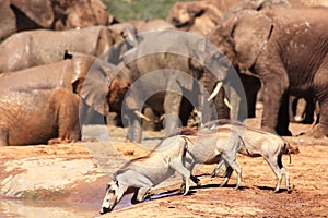 Warthog drinking near elephants