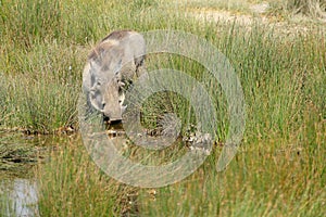 Warthog drinking from a pond