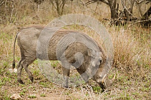 Warthog eating