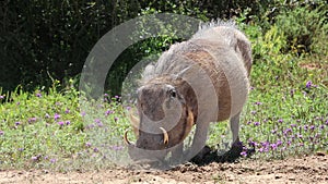 A warthog eating grass at the Addo Park, Near Port Elizabet, South Africa