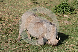 Warthog eating grass in Africa